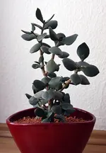 crassula1.webp