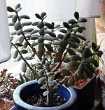 crassula2.webp