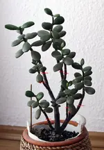 crassula4.webp