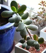 crassula3.webp