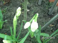 Narzissen.webp