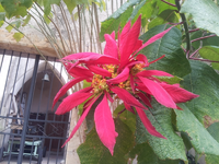blume03.webp