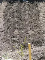 Kartoffeln-Achterbeet.webp