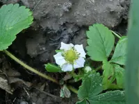 CIMG2937.webp