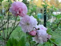 CIMG2935.webp