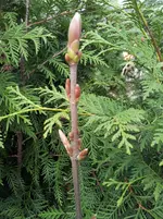 20130423_171625.webp
