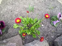 100_0918.webp