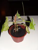 SAM_0710.webp