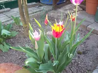 Tulpen 1.webp