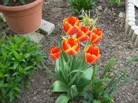 Tulpen.webp