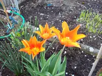 Tulpen 5.webp