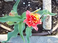 Tulpen 14.webp
