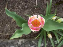 Tulpen 17.webp