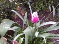 Tulpen 21.webp