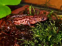 5 Triturus alpestris.webp