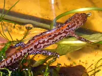 6 Triturus alpestris.webp
