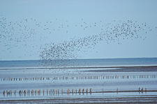 Flug Stare_1024.webp