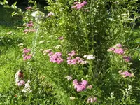 BILD1600.webp
