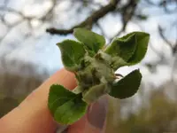 Apfelblüte.webp