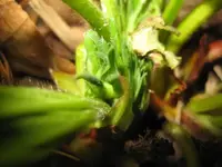 Erdbeerblüte.webp