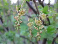 Johannisbeere.webp