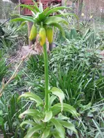 Kaiserkrone (2).webp