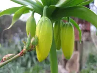 Kaiserkrone.webp