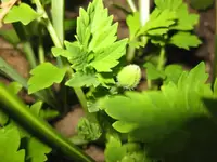 Mohnblüte.webp