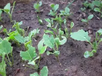 Scheerkohl.webp
