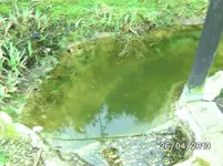 Teich.webp