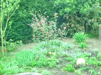 Blumen (2).webp