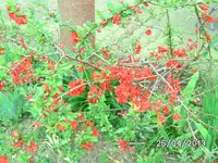 Blumen (4).webp