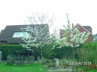 Kirschen.webp