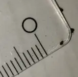 insekten_1.webp
