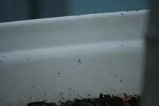 insekten_2.webp