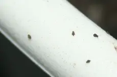 insekten_3.webp