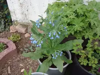 mertensie.webp