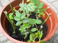 DSCN1927.webp