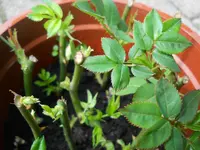 DSCN1929.webp
