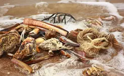 Strandgut6.webp