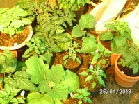 BILD2974.webp