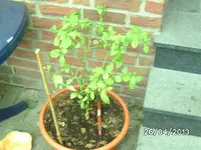 Wohnzimmer (2).webp