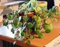 unbekannt_a.webp