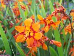 crocosmia E. McK..jpg