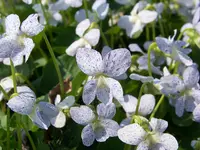 freckels.webp
