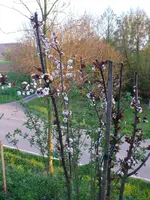 Blutpflaume.webp