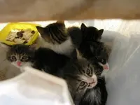 DSCN7831 (350x263).webp