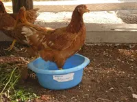DSCN3436.webp