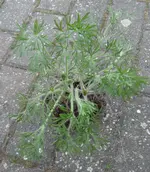 Unbekannt1_1.webp Unbekannt1_1.webp