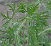 Unbekannt1_2.webp Unbekannt1_2.webp
